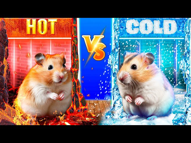 Hot vs Cold! Extreme Fire and Ice Maze with Traps for Hamster! 🐹