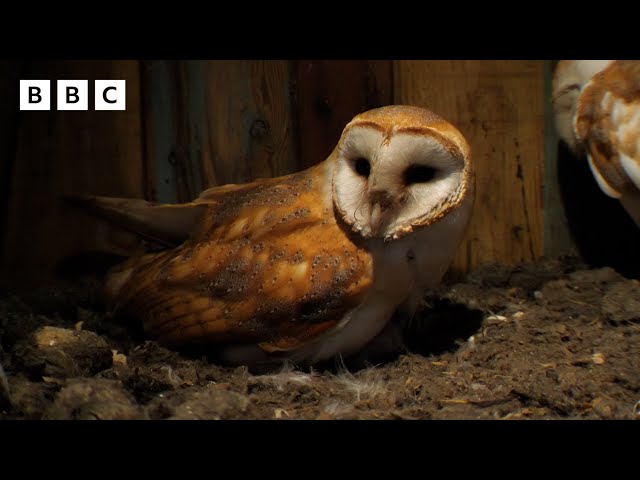 🔴 LIVE wildlife cameras 🐣 31 May 🌺 BBC Springwatch 2024