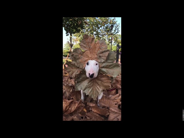 Miniature Bull Terrier Shows Off Latest Fall Fashion With Chic Leaf Headdress