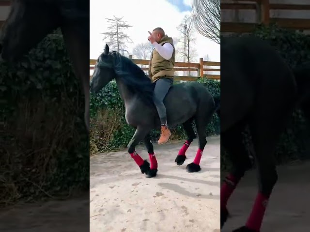 Horse Performs Funky Dance Routine With Trainer Aboard