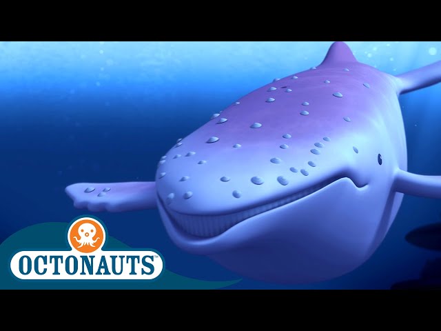 Octonauts - The Albino Humpback Whale | Full Episode 11 | Cartoons for Kids