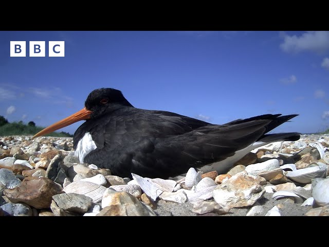 🔴 LIVE wildlife cameras 🐣 4 June 🌺 BBC Springwatch 2024
