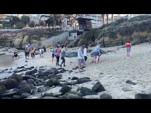 Sea Lions Chase After Visitors to San Diego's La Jolla Cove