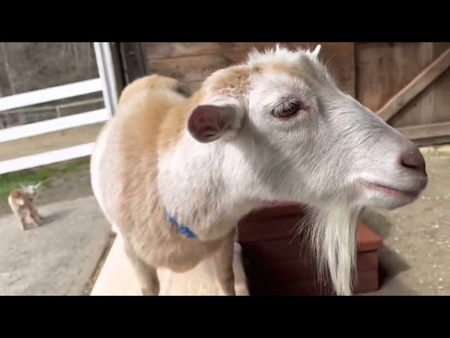 Adult Goat Just Wants Some Peace