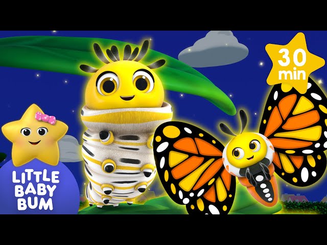 Caterpillar to Butterfly! | Animal songs | Little Baby Bum