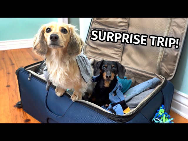 The Dogs Go on a SURPRISE TRIP! (Part 1) - Where We Going?