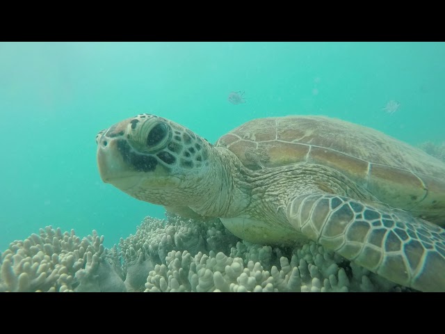 Talking turtles in the Whitsundays