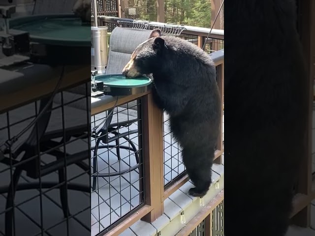 Momma Bear Skillfully Scales Porch Ledge for a Few Sips of Water