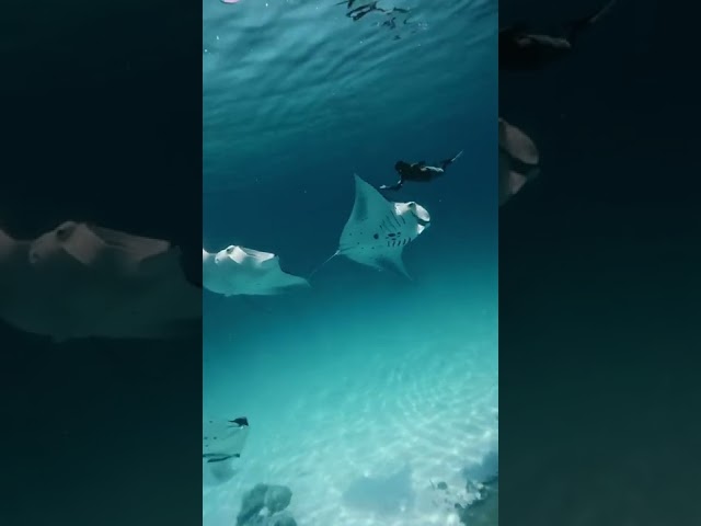 Footage Captures Diver Swimming Alongside Manta Rays in Maldives