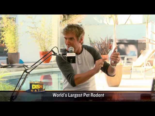 Dish Nation - The World's Largest Pet Rodent!