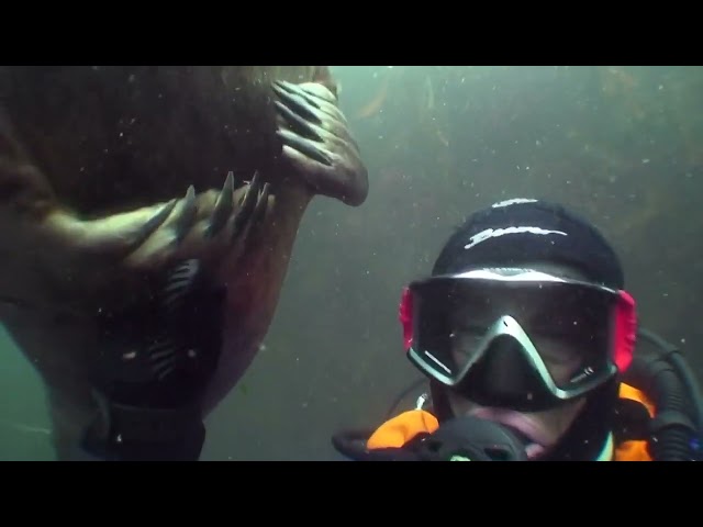 Seal Gently Holds Diver's Hand Close to Heart