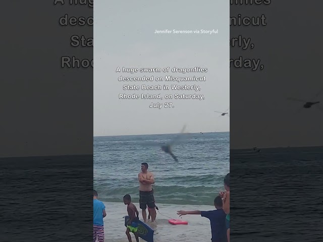 Dragonflies Invade Beach in Rhode Island