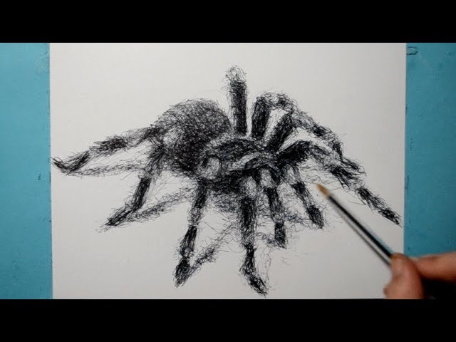 How to Draw a Realistic Tarantula Spider / Ballpoint Pen Drawing / Fun Scribble Art Style