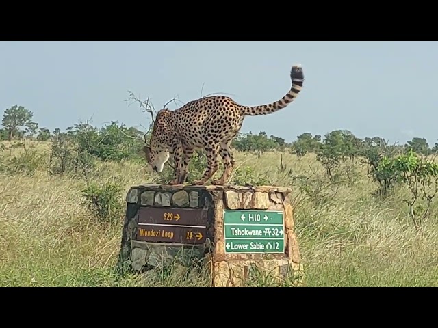 Lucky Couple Spot Cheetah Sitting on Road Sign in Kruger National Park