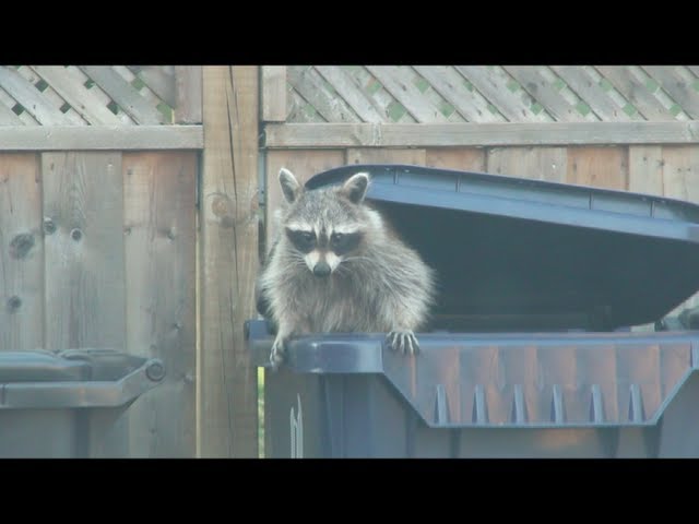 Raccoon going through trash bins