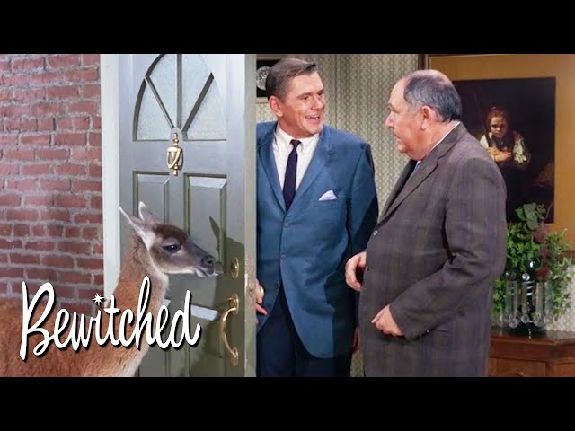 Darrin's Meeting's Disturbed By Witchcraft! | Bewitched