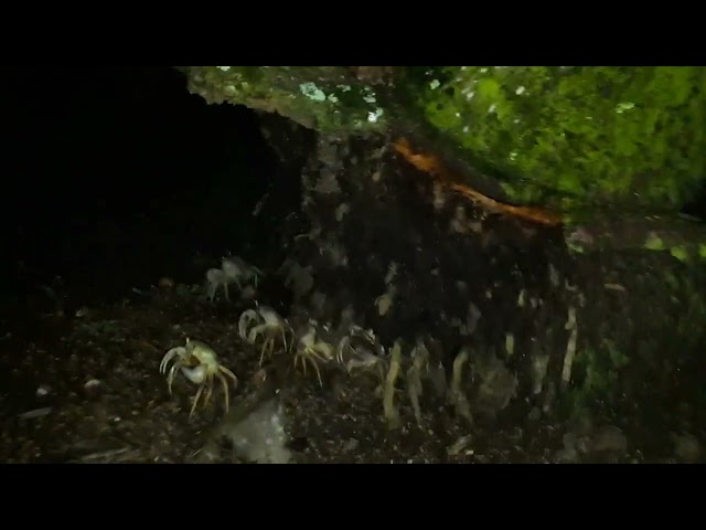 Creepy Crabs Take Over at Costa Rica Cabin
