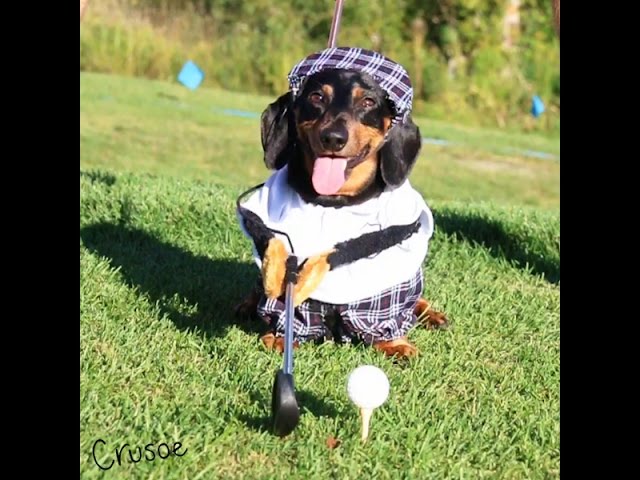 Golfing Dogs! Crusoe & Oakley, Alternate Edit