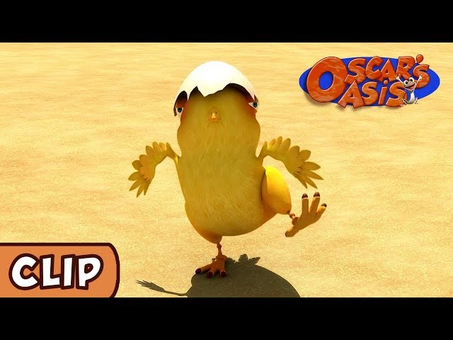 Oscar's Oasis - Chicken Run | HQ | Funny Cartoons