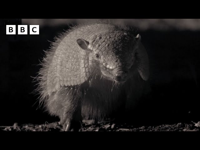 Amazing armadillo looks for love | Mammals - BBC