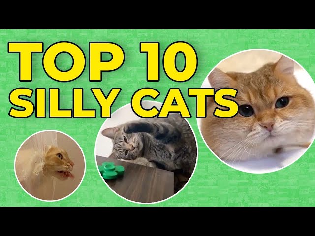Top 10 Silly Cats | Storyful