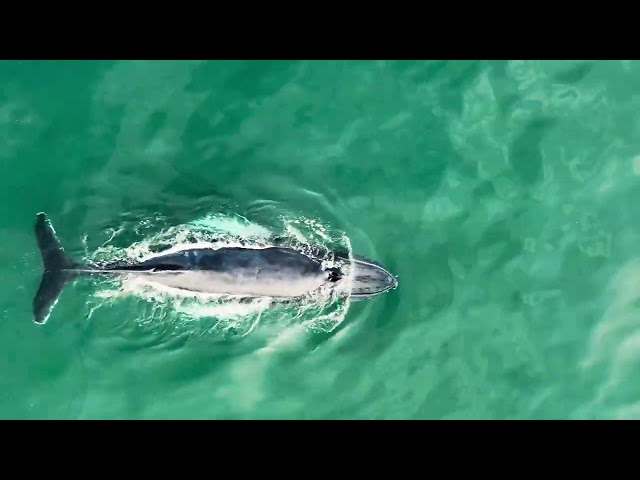 Humpback Whale Enjoys Snack '60 Yards' Off East Hampton Beach