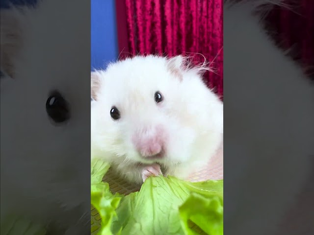Mmm, Yummy 🐹🥬🥰 #hamster