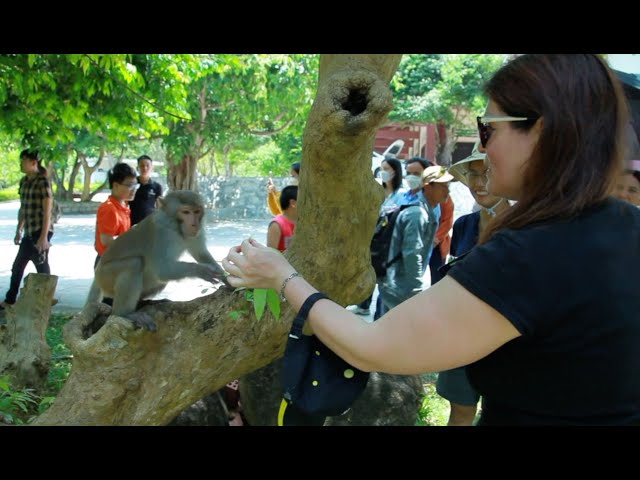 Monkeys and Tourists