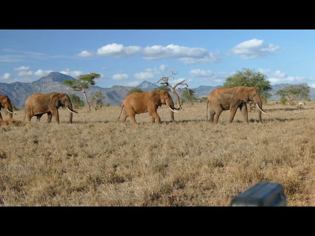 Safari Ngutuni-Saltlick Kenia