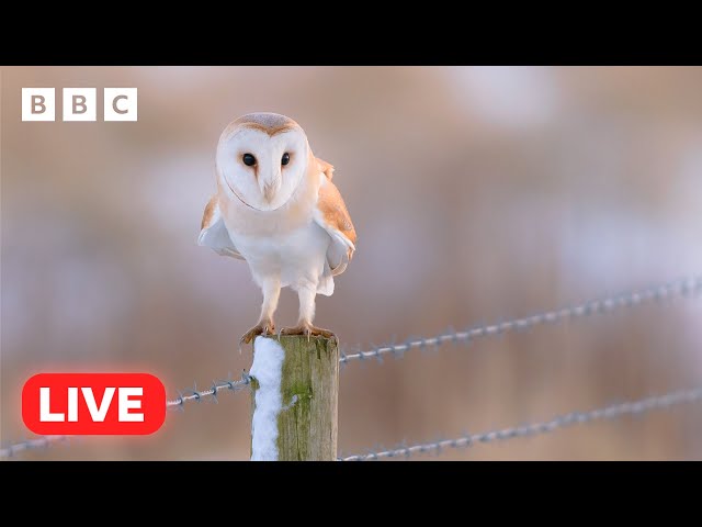 🔴 LIVE wildlife cameras 🦉 17 January ❄️ BBC Winterwatch 2024