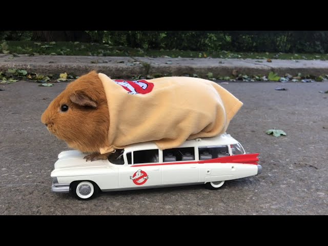 Who You Gonna Call? Guinea Pig Ghostbuster Ready for Halloween