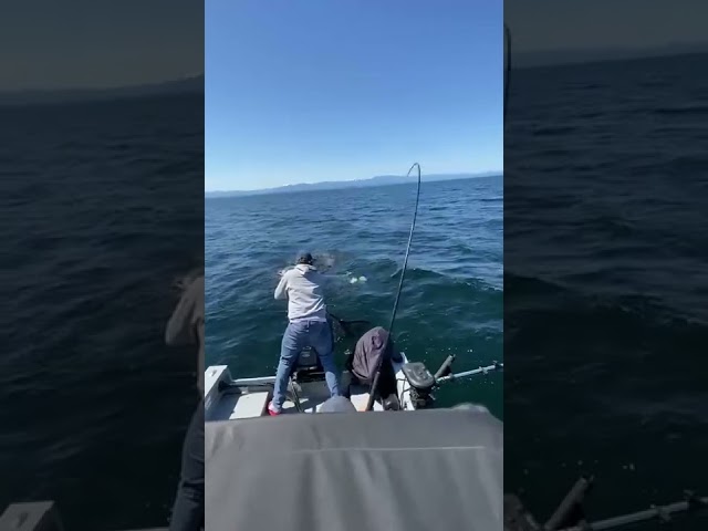 Sea Lion Steals Fish From Fisherman's Line