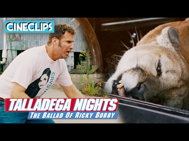 Getting Attacked By A Cougar | Talladega Nights | CineClips