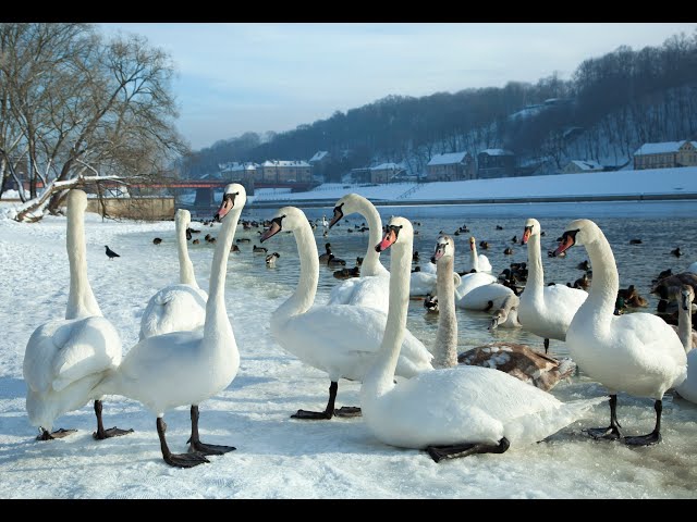 Feeding Swans and Ducks in Winter