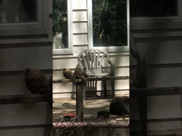 Cat Gives Hungry Raccoon 'Death Stare' as It Gobbles Food on Porch