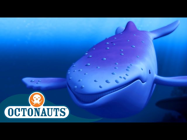@Octonauts - The Albino Humpback Whale 🐋 | Season 1 | Full Episodes | Cartoons for Kids