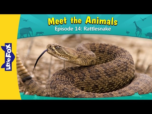 Meet the Animals 14 | Rattlesnake | Wild Animals | Little Fox | Animated Stories for Kids