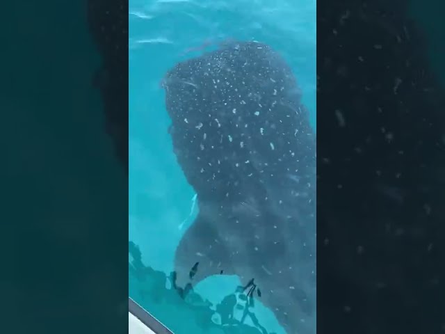 Massive Whale Shark Spotted in Gulf of Mexico