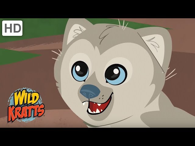 Wild Kratts - Reasons Why We Love Wild Animals | Kids Videos
