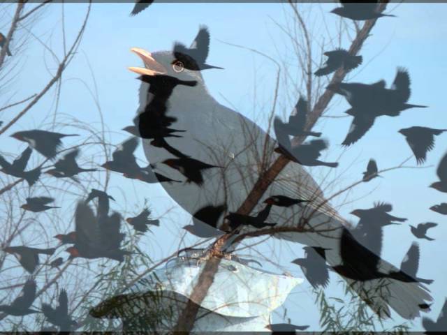 Blackbirds chirping - the relaxing sound of chirping birds