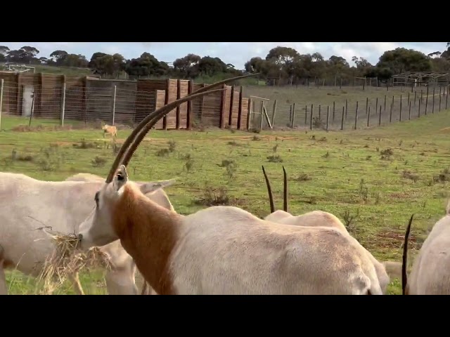 Oryx Calf Gets the Zoomies at Australian Safari Park