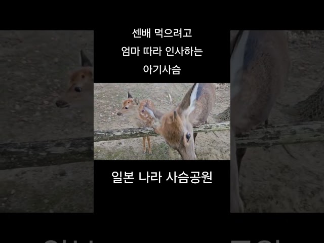 센배 먹으려고 엄마 따라 인사하는 아기사슴 - 일본 나라 사슴공원.  A baby deer imitates his mother's greeting to eat a senbei.