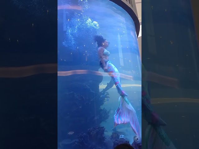 Mermaid Struggles For Air as Tail Catches in Aquarium