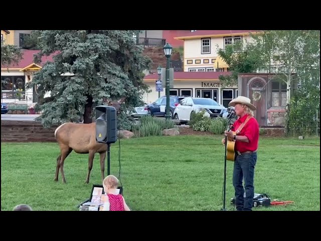 Music-Loving Elk Walks Toward Musician During Performance in Colorado