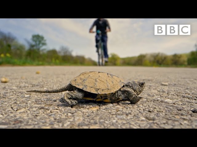 One tiny turtle... one epic journey... 😍🐢 - BBC