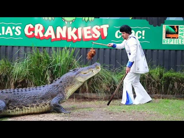 Elvis the Crocodile Snaps as Elvis Impersonator Feeds Him