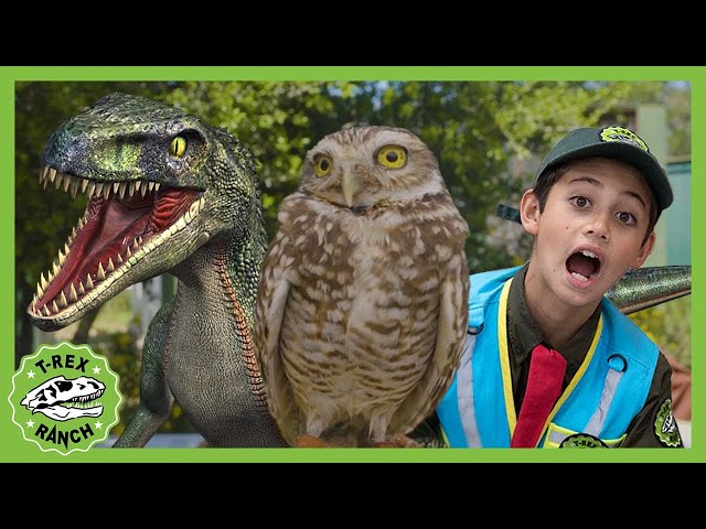 Modern Day Raptors - Owls and Hawks! T-Rex Ranch Dinosaur Videos