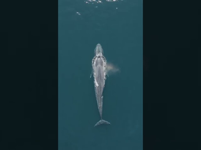 Four Blue Whales Swim Meters Away From Western Australia Coast