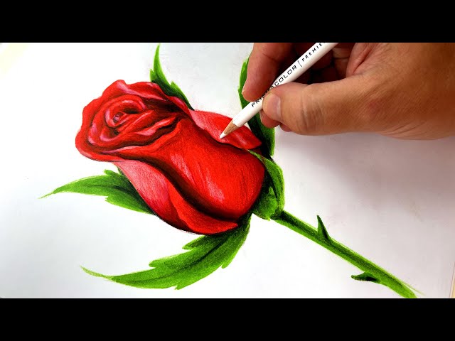How To Draw A Rose - Advanced