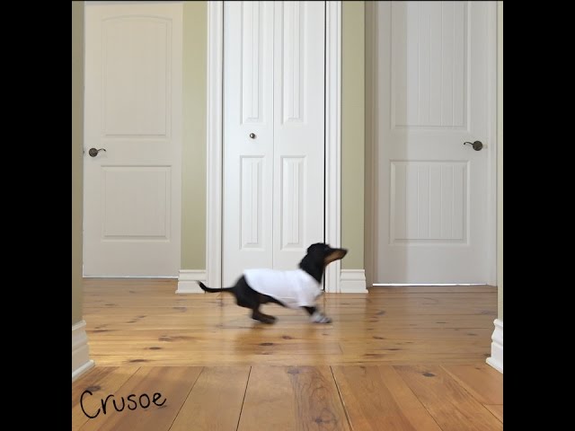 Crusoe Re-enacts Tom Cruise in "Risky Business"